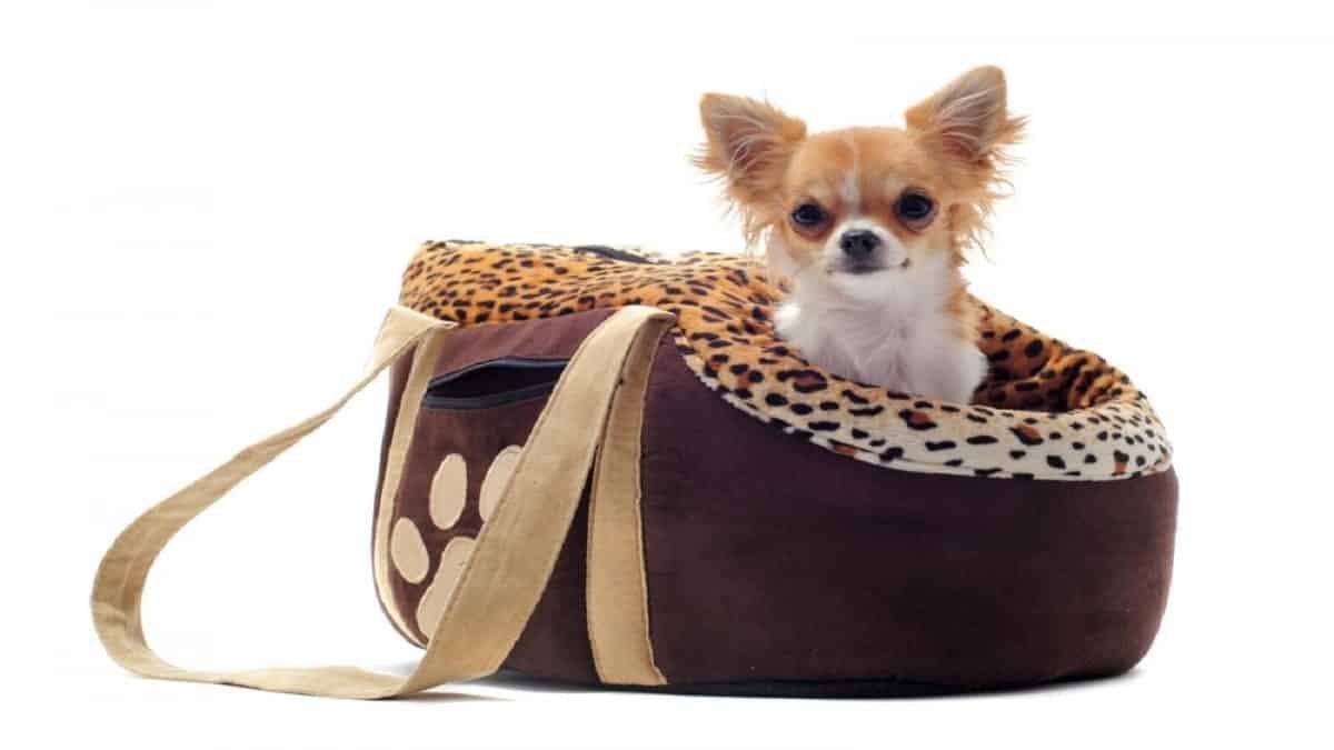 designer pet purse